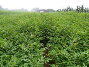 苗種植圖片/苗種植樣板圖 (3)