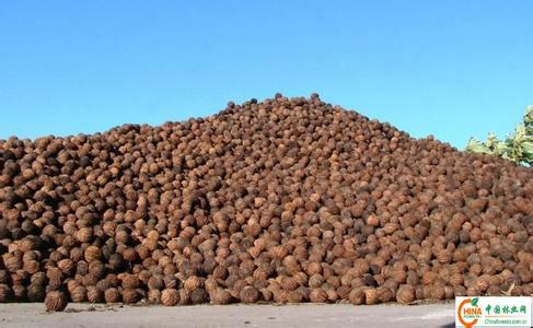 供應山西核桃，/山西核桃價格/山西核桃供應/山西核桃供應商，山西核桃種植注意點