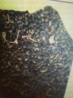 白皮松種子圖片/白皮松種子樣板圖 (3)