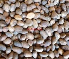 優(yōu)質(zhì)白皮松種子批發(fā)商圖片