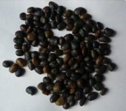 供應(yīng)優(yōu)質(zhì)國槐種子種植技術(shù)/優(yōu)質(zhì)國槐種子種植方法/國槐種子多少錢一斤