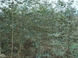 苗種植圖片/苗種植樣板圖 (3)