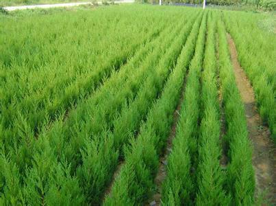 供應優(yōu)質側柏苗批發(fā)價格/優(yōu)質側柏苗批發(fā)商/大量供應側柏苗供應商