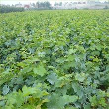 供應(yīng)葡萄苗種植技術(shù)/優(yōu)質(zhì)葡萄苗種植/優(yōu)質(zhì)葡萄苗多少錢一棵