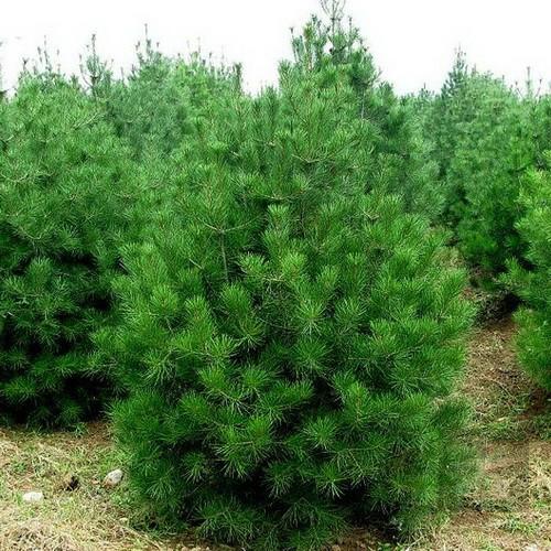 供應(yīng)側(cè)柏