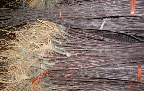 山西杏樹苗批發(fā)商圖片