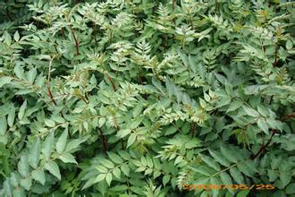 苗種植圖片/苗種植樣板圖 (4)