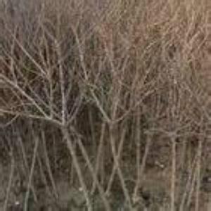 桃樹苗圖片/桃樹苗樣板圖 (4)