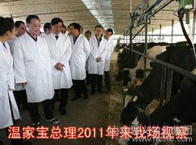 供应肉牛鲁西黄牛纯种改良牛犊2-7个月的