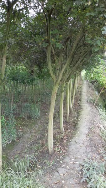 四川成都7公分紫薇圖片