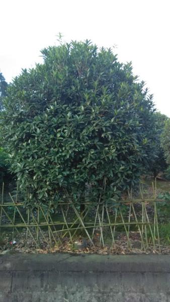 供應(yīng)四川高桿桂花價格，四川高桿桂花價格，四川高桿桂花價格