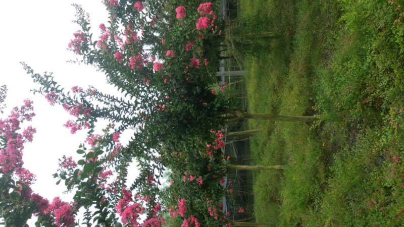 供應成都高桿紫薇基地，成都高桿紫薇基地批發(fā)，成都高桿紫薇基地價格