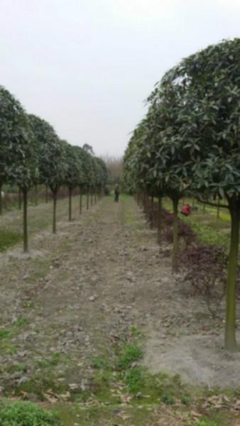 供應(yīng)成都溫江高桿桂花價格，成都溫江高桿桂花價格，成都溫江高桿桂花價格