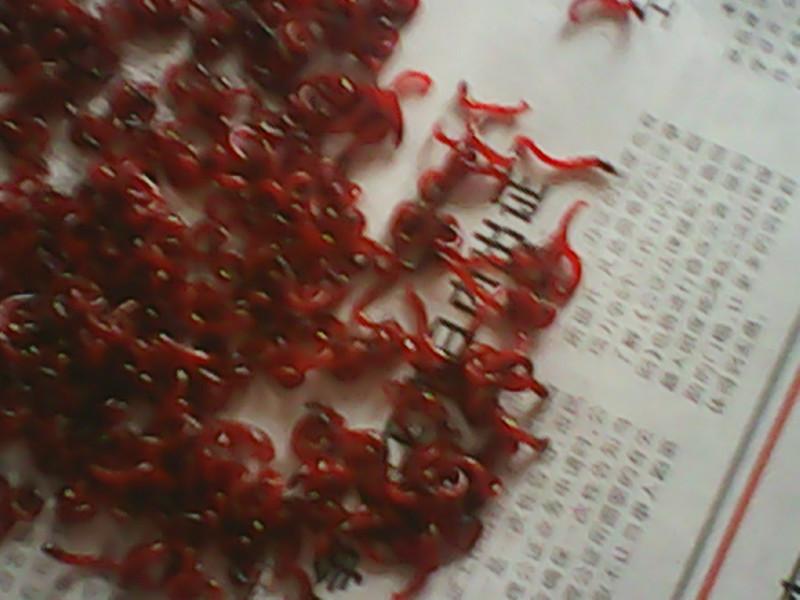 供應(yīng)寧波哪里有紅蟲(chóng)批發(fā) 溫州紅蟲(chóng)批發(fā)