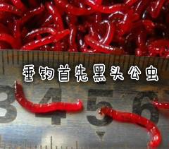 供應山東紅蟲 濟寧紅蟲批發(fā) 菏澤紅蟲批發(fā)