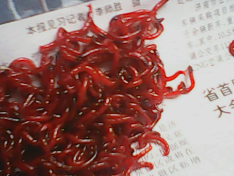 紅蟲批發(fā)價(jià)格圖片