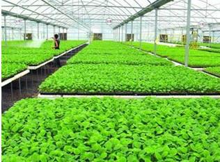 供應(yīng)澳大利亞環(huán)境美化工