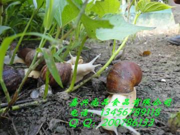 供應(yīng)蝸牛種苗