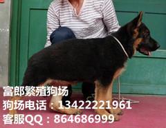 德国牧羊犬88图片