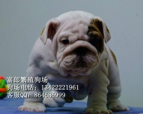 斗牛犬图片/斗牛犬样板图 (2)