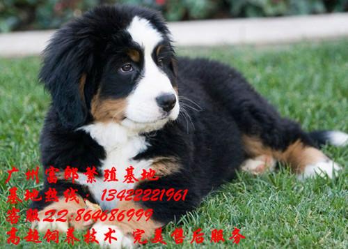 伯恩山犬图片