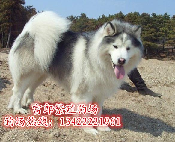 赛级后代阿拉斯加犬广州哪里有大型狗场 广州哪里有卖赛级阿拉斯加犬 广州哪里有卖宠物狗