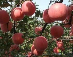 供應(yīng)熊岳紅富士蘋果*吃的蘋果在熊岳