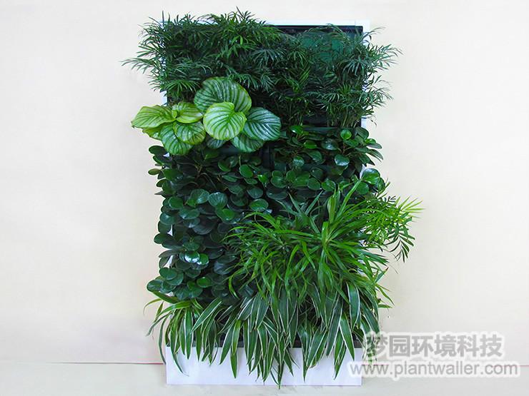 小型植物墙系统图片