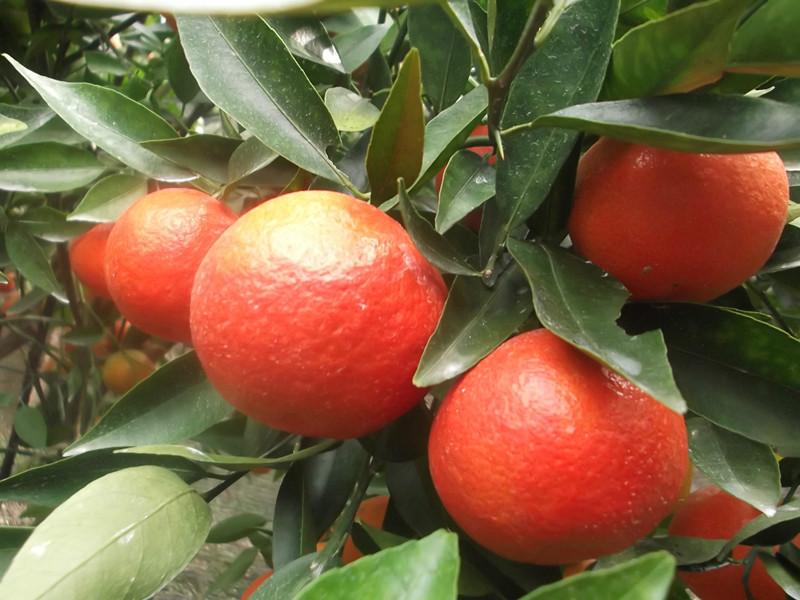 供應(yīng)江西東方紅桔苗批發(fā)