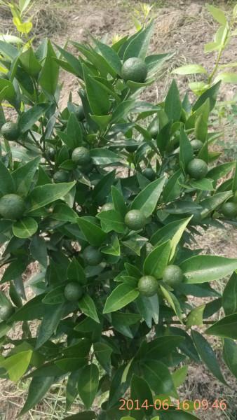 供應(yīng)廣西東方紅桔苗價(jià)錢,廣西東方紅桔苗價(jià)錢桂林供應(yīng)