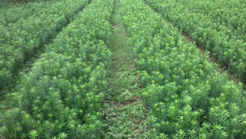 供應(yīng)東方紅桔果苗,供應(yīng)荔浦東方紅桔果苗,荔浦東方紅桔果苗批發(fā).零售