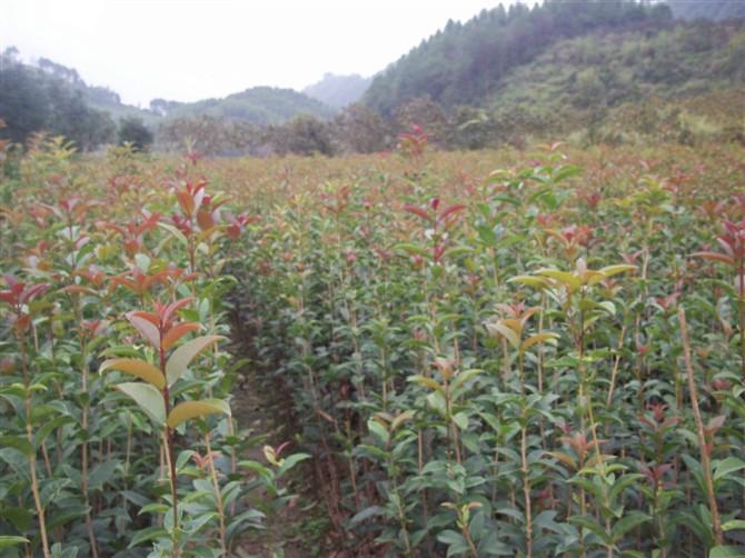 供应用于绿化苗的桂花苗  桂花小苗批发图片