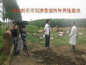 供應(yīng)用于飼養(yǎng)的巴馬*