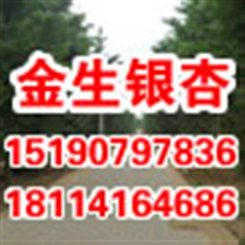 21公分銀杏樹(shù)價(jià)格圖片