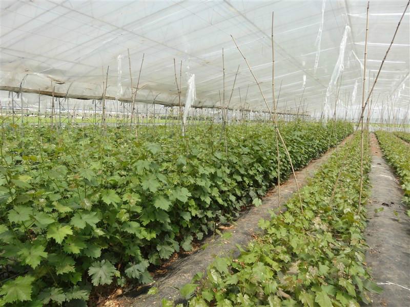 美國紅提葡萄苗