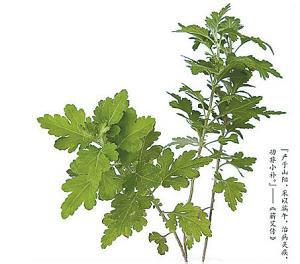 供應用于日化艾葉油