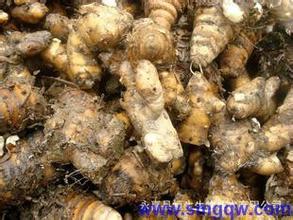 供應(yīng)莪術(shù)油可提供樣品，樣品對(duì)大貨，*，值得信賴??！