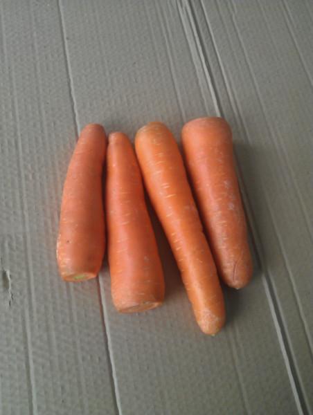 供應九盈大型清洗脫皮機（螺旋出料）根莖類清洗脫皮適用大型自動化生產(chǎn)線