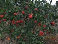 供應塔羅科血橙苗，紅玉血橙苗，玫瑰血橙苗