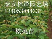 供應(yīng)泰安林澤櫻桃苗