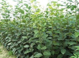 供應(yīng)紅燈櫻桃苗 *的櫻桃苗 櫻桃苗基地價(jià)格