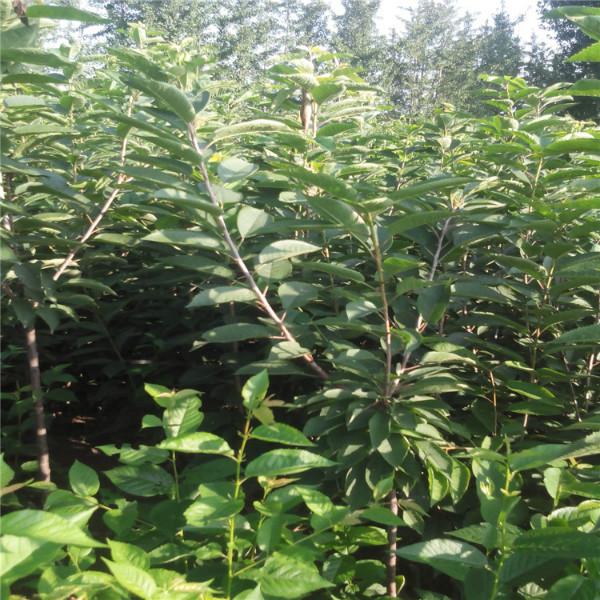 供應吉塞拉櫻桃樹，吉塞拉櫻桃樹苗多少錢，2014年吉塞拉櫻桃小苗，