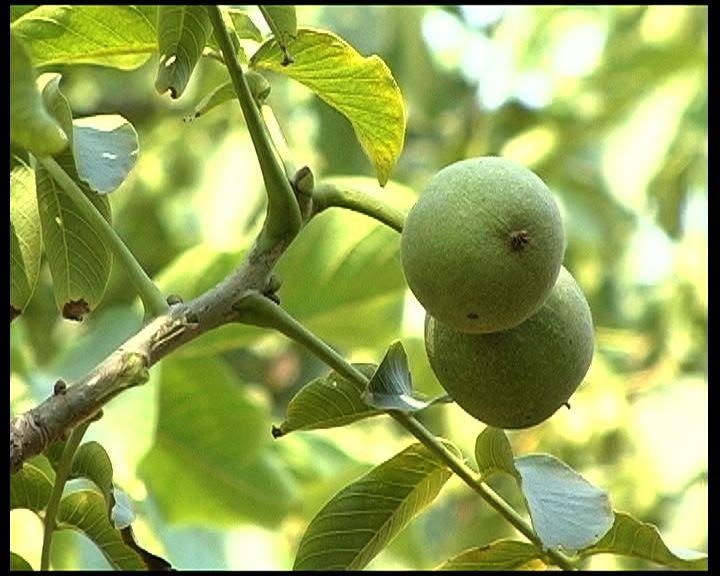 小核桃樹@山東小核桃樹苗價格@核桃樹苗圃@占地用核桃樹