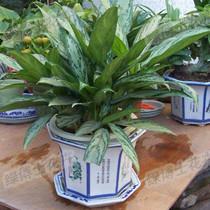 花卉租賃圖片/花卉租賃樣板圖 (3)