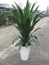 花卉租賃圖片/花卉租賃樣板圖 (3)