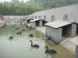 黑天鵝養(yǎng)殖圖片/黑天鵝養(yǎng)殖樣板圖 (4)