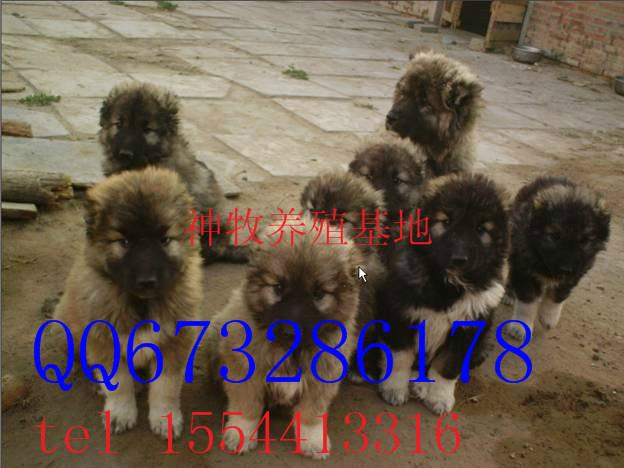 供應(yīng)甘肅*養(yǎng)殖，*行情，*多少錢，*哪有賣的