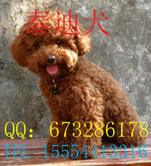 供應(yīng)泰迪犬價(jià)格泰迪犬飼養(yǎng)，出售泰迪犬，