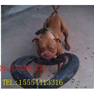 供應廣東比特犬養(yǎng)殖廣東比特犬價格，比特犬訓練