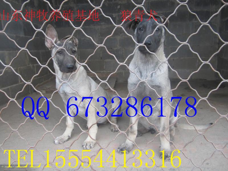供應(yīng)山東*青犬價格，*青犬養(yǎng)殖，*青犬幼崽